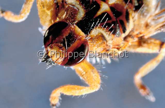 Hippobosca equina.JPG - Hippobosca equina (Portrait)Hippobosque du chevallouse flyDipteraHippoboscidaeFrance